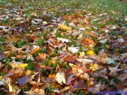 Bild "Wald_Herbst.jpg"